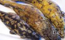 Горячее копчение налима