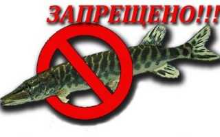 Платная рыбалка в Ульяновской области