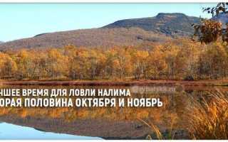 Как ловить налима осенью на фидер