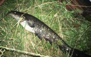 Ловля сома на джиг-приманки