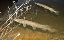 Фара для лучения рыбы своими руками