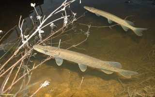 Фара для лучения рыбы своими руками