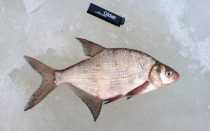 В чем разница между густерой и подлещиком?