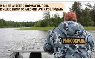 Ловля форели на фидер на платнике (это тоже просто :))