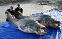 Рыбалка на Припяти: чего ждать рыбаку?