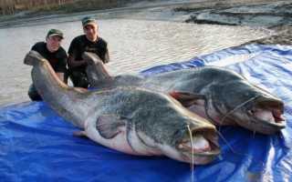 Рыбалка на Припяти: чего ждать рыбаку?