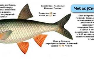 Какую снасть использовать на плотву?