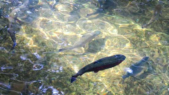 Форель в прозрачной воде ручья