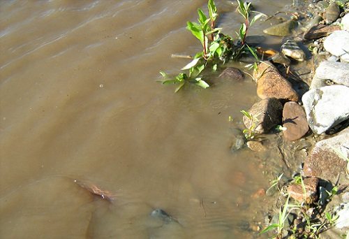 мутная вода