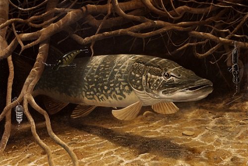 щука среди коряг