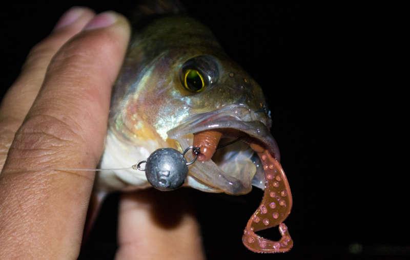 Твистер Reins Fat G-Tail Grub